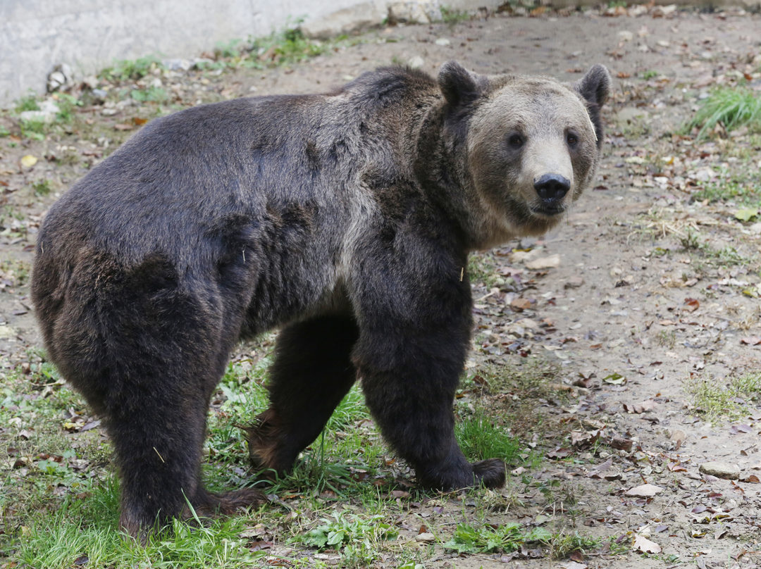 Pécsi Nikolaj medve